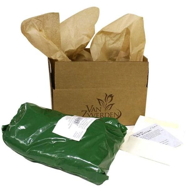 VAN ZYVERDEN Peonies Bulbs Sarah Bernhardt (Set of 5 Roots) 5 VAN ZYVERDEN Peonies Bulbs Sarah Bernhardt (Set of 5 Roots) - Image 3