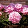VAN ZYVERDEN Peonies Bulbs Sarah Bernhardt (Set of 5 Roots) -VAN ZYVERDEN shop van zyverden flower bulbs 21552 64 1000