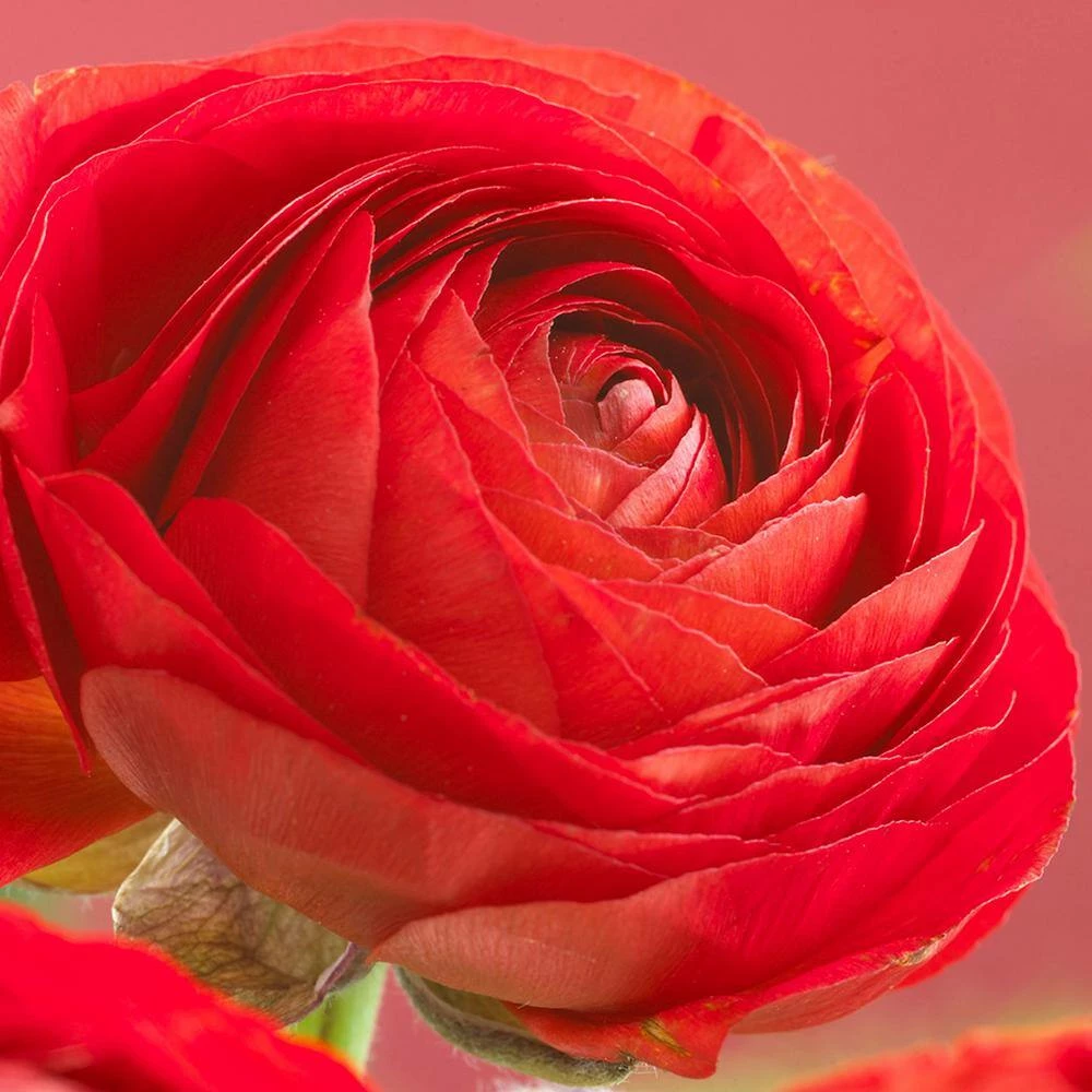 VAN ZYVERDEN Buttercups Bulbs Collector's Collection (Set of 48) 5 VAN ZYVERDEN Buttercups Bulbs Collector's Collection (Set of 48) - Image 3