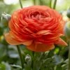 VAN ZYVERDEN Butter Cups Bulbs Ranunculus Double Tangerine (Set of 25) -VAN ZYVERDEN shop van zyverden flower bulbs 21563 64 1000