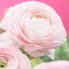 VAN ZYVERDEN Butter Cups Bulbs Ranunculus Pink (Set of 25) -VAN ZYVERDEN shop van zyverden flower bulbs 21564 64 1000