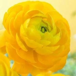 VAN ZYVERDEN Butter Cups Bulbs Ranunculus Sunshine (Set of 25)