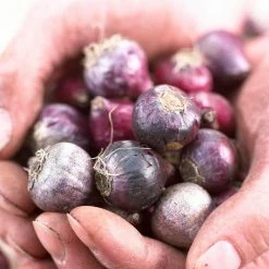 VAN ZYVERDEN Spanish Blue Bells Bulbs Mixed Colors (Set of 25) -VAN ZYVERDEN shop van zyverden flower bulbs 21568 4f 1000