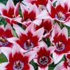 VAN ZYVERDEN Tulips Bulbs Akita (Set of 12) -VAN ZYVERDEN shop van zyverden flower bulbs 21570 64 1000