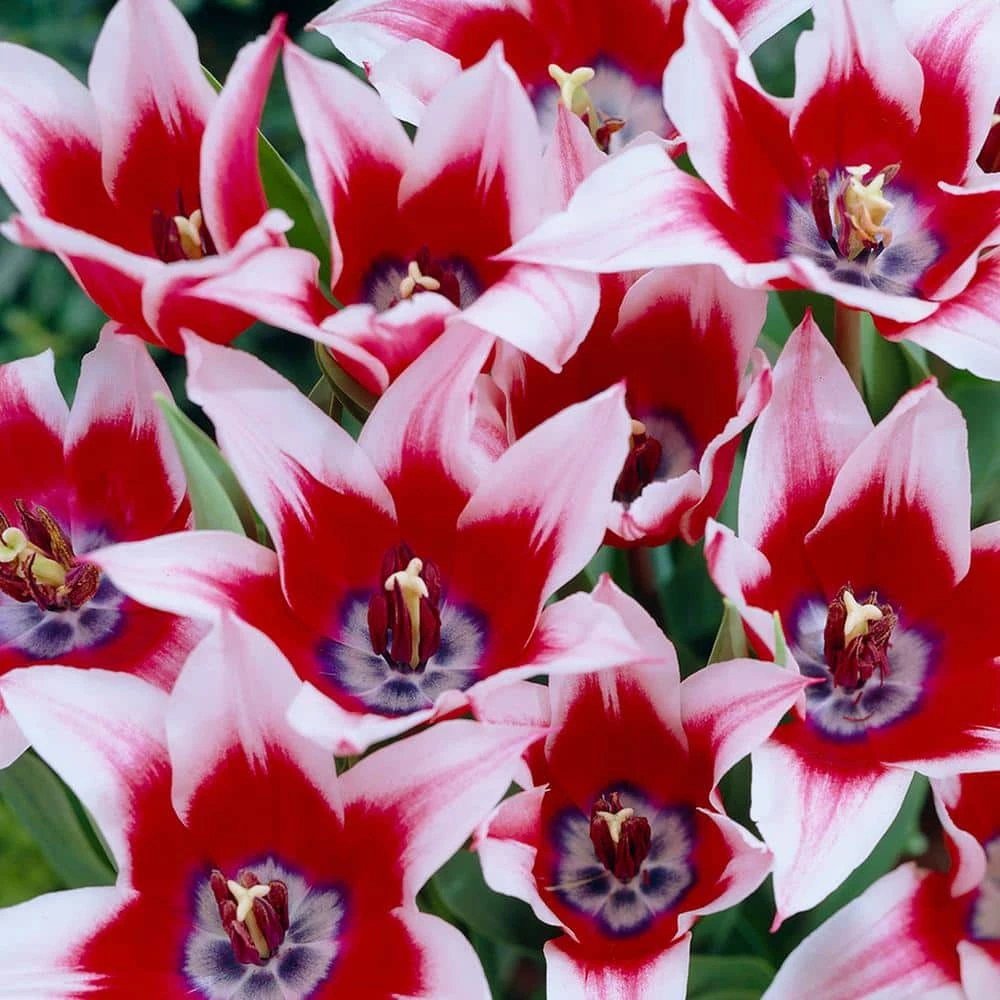 VAN ZYVERDEN Tulips Bulbs Akita (Set of 12) 3 VAN ZYVERDEN Tulips Bulbs Akita (Set of 12)