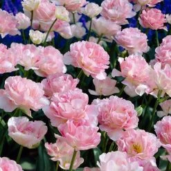 VAN ZYVERDEN Tulips Bulbs Angelique (Set of 12)