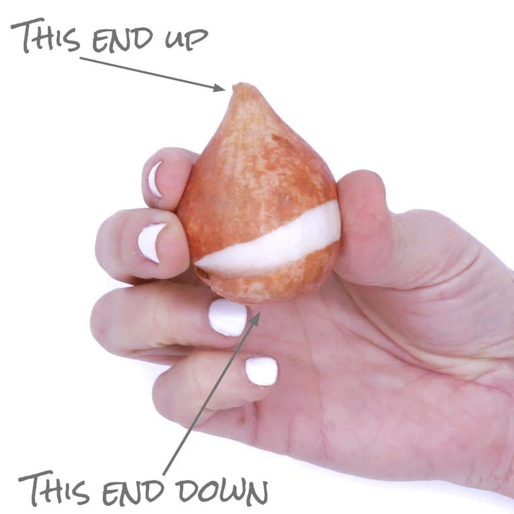 VAN ZYVERDEN Tulips Bulbs Apricot Beauty (Set of 12) 6 VAN ZYVERDEN Tulips Bulbs Apricot Beauty (Set of 12) - Image 4