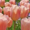 VAN ZYVERDEN Tulips Bulbs Apricot Beauty (Set of 12) -VAN ZYVERDEN shop van zyverden flower bulbs 21572 64 1000