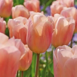 VAN ZYVERDEN Tulips Bulbs Apricot Beauty (Set of 12)
