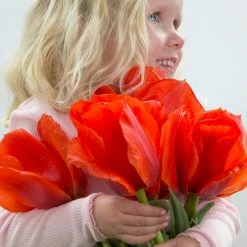 VAN ZYVERDEN Tulips Bulbs Casa Grande (Set of 12)