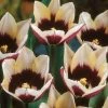 VAN ZYVERDEN Tulips Bulbs Chansonnett (Set of 12) 1 VAN ZYVERDEN Tulips Bulbs Chansonnett (Set of 12) -VAN ZYVERDEN shop van zyverden flower bulbs 21576 64 1000