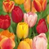 VAN ZYVERDEN Tulip Mammoth-Sized Bulbs Darwin Hybrid Mixture (15-Pack)