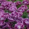 VAN ZYVERDEN Tulips Bulbs Dream Touch (Set of 12) -VAN ZYVERDEN shop van zyverden flower bulbs 21582 64 1000