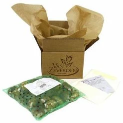 VAN ZYVERDEN Tulips Bulbs Easter Basket Mixture (Set of 15) -VAN ZYVERDEN shop van zyverden flower bulbs 21583 1f 1000