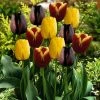 VAN ZYVERDEN Tulips Bulbs Gavota Blend (Set of 15)