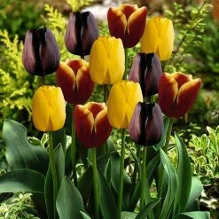 VAN ZYVERDEN Tulips Bulbs Gavota Blend (Set of 15)