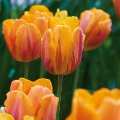 VAN ZYVERDEN Tulips Bulbs Princess Irene (Set of 12)