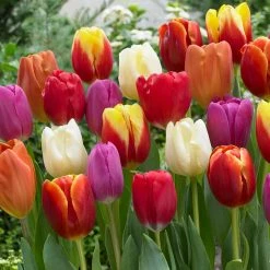 VAN ZYVERDEN Tulips Bulbs Triumph Mixture (Set of 50)
