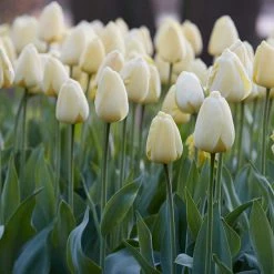 VAN ZYVERDEN Tulips Bulbs Ivory Floradale (Set of 12)