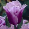 VAN ZYVERDEN Tulips Bulbs Blue Heron (Set of 12)