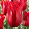 VAN ZYVERDEN Tulips Bulbs Red Shine (Set of 12) -VAN ZYVERDEN shop van zyverden flower bulbs 87002 64 1000