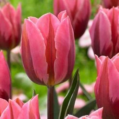 VAN ZYVERDEN Tulips Bulbs Pretty Princess (Set of 12)