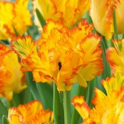 VAN ZYVERDEN Tulips Bulbs Caribbean Parrot (Set of 8)