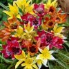 VAN ZYVERDEN Tulips Bulbs Perennial Mixture (Set of 100) 1 VAN ZYVERDEN Tulips Bulbs Perennial Mixture (Set of 100) -VAN ZYVERDEN shop van zyverden flower bulbs 87010 64 1000