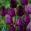 VAN ZYVERDEN Purple Tulips Non-Stop Purple Blend Bulbs (25-Pack) -VAN ZYVERDEN shop van zyverden flower bulbs 87015 64 1000