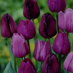 VAN ZYVERDEN Purple Tulips Non-Stop Purple Blend Bulbs (25-Pack)