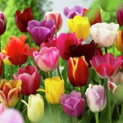 VAN ZYVERDEN Mixed Tulips Non-Stop Mixed Colors Blend Bulbs (25-Pack)
