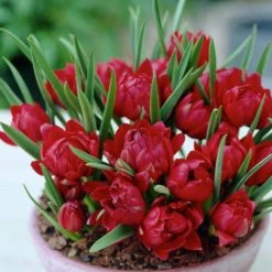 VAN ZYVERDEN Red Small Talk Crocus LookAlikes Bulbs (12-Pack)