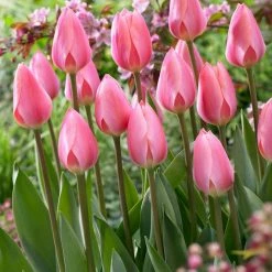 VAN ZYVERDEN Tulips Cosmopolitan Bulbs (Set of 12) -VAN ZYVERDEN shop van zyverden flower bulbs 87020 4f 1000