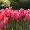 VAN ZYVERDEN Tulips Cosmopolitan Bulbs (Set of 12) 2 VAN ZYVERDEN Tulips Cosmopolitan Bulbs (Set of 12) -VAN ZYVERDEN shop van zyverden flower bulbs 87020 64 1000