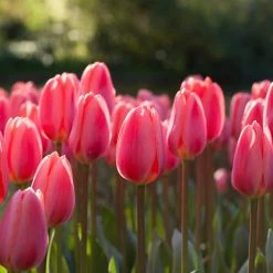 VAN ZYVERDEN Tulips Cosmopolitan Bulbs (Set of 12)