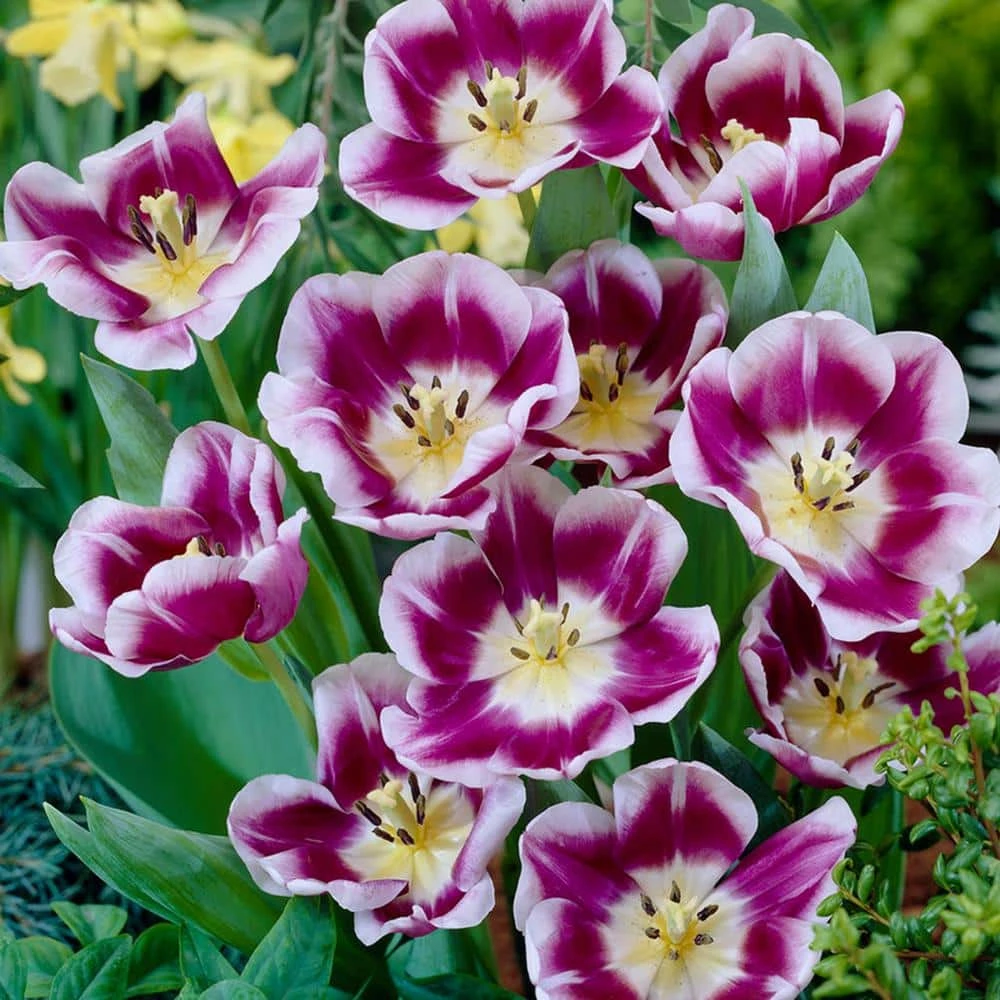VAN ZYVERDEN Tulips Arabian Mystery Bulbs (Set of 12) 7 VAN ZYVERDEN Tulips Arabian Mystery Bulbs (Set of 12) - Image 5