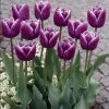 VAN ZYVERDEN Tulips Arabian Mystery Bulbs (Set of 12)