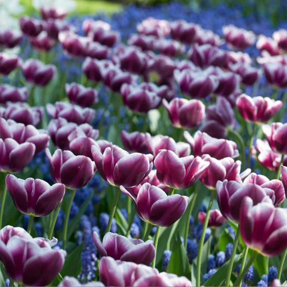 VAN ZYVERDEN Tulips Arabian Mystery Bulbs (Set of 12) 5 VAN ZYVERDEN Tulips Arabian Mystery Bulbs (Set of 12) - Image 3