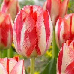 VAN ZYVERDEN Tulips Spryng Break Bulbs (Set of 12)