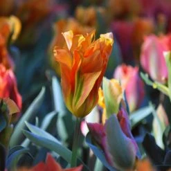 VAN ZYVERDEN Tulips Artist Bulbs (Set of 12) 14 VAN ZYVERDEN Tulips Artist Bulbs (Set of 12) -VAN ZYVERDEN shop van zyverden flower bulbs 87023 1f 1000