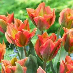 VAN ZYVERDEN Tulips Artist Bulbs (Set of 12) 13 VAN ZYVERDEN Tulips Artist Bulbs (Set of 12) -VAN ZYVERDEN shop van zyverden flower bulbs 87023 4f 1000