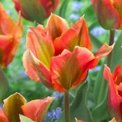 VAN ZYVERDEN Tulips Artist Bulbs (Set of 12)