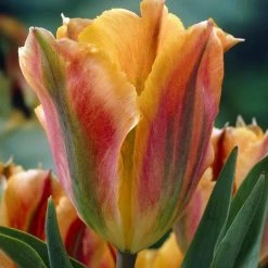VAN ZYVERDEN Tulips Artist Bulbs (Set of 12) 12 VAN ZYVERDEN Tulips Artist Bulbs (Set of 12) -VAN ZYVERDEN shop van zyverden flower bulbs 87023 c3 1000
