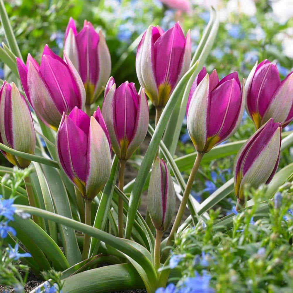 VAN ZYVERDEN Tulips Persian Pearl Bulbs (Set of 25) 7 VAN ZYVERDEN Tulips Persian Pearl Bulbs (Set of 25) - Image 5