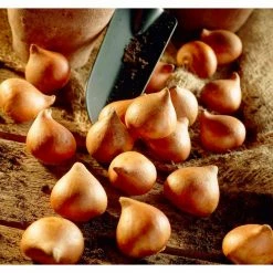 VAN ZYVERDEN Tulips Persian Pearl Bulbs (Set of 25) 15 VAN ZYVERDEN Tulips Persian Pearl Bulbs (Set of 25) -VAN ZYVERDEN shop van zyverden flower bulbs 87024 44 1000