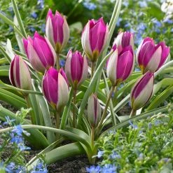 VAN ZYVERDEN Tulips Persian Pearl Bulbs (Set of 25) 13 VAN ZYVERDEN Tulips Persian Pearl Bulbs (Set of 25) -VAN ZYVERDEN shop van zyverden flower bulbs 87024 4f 1000