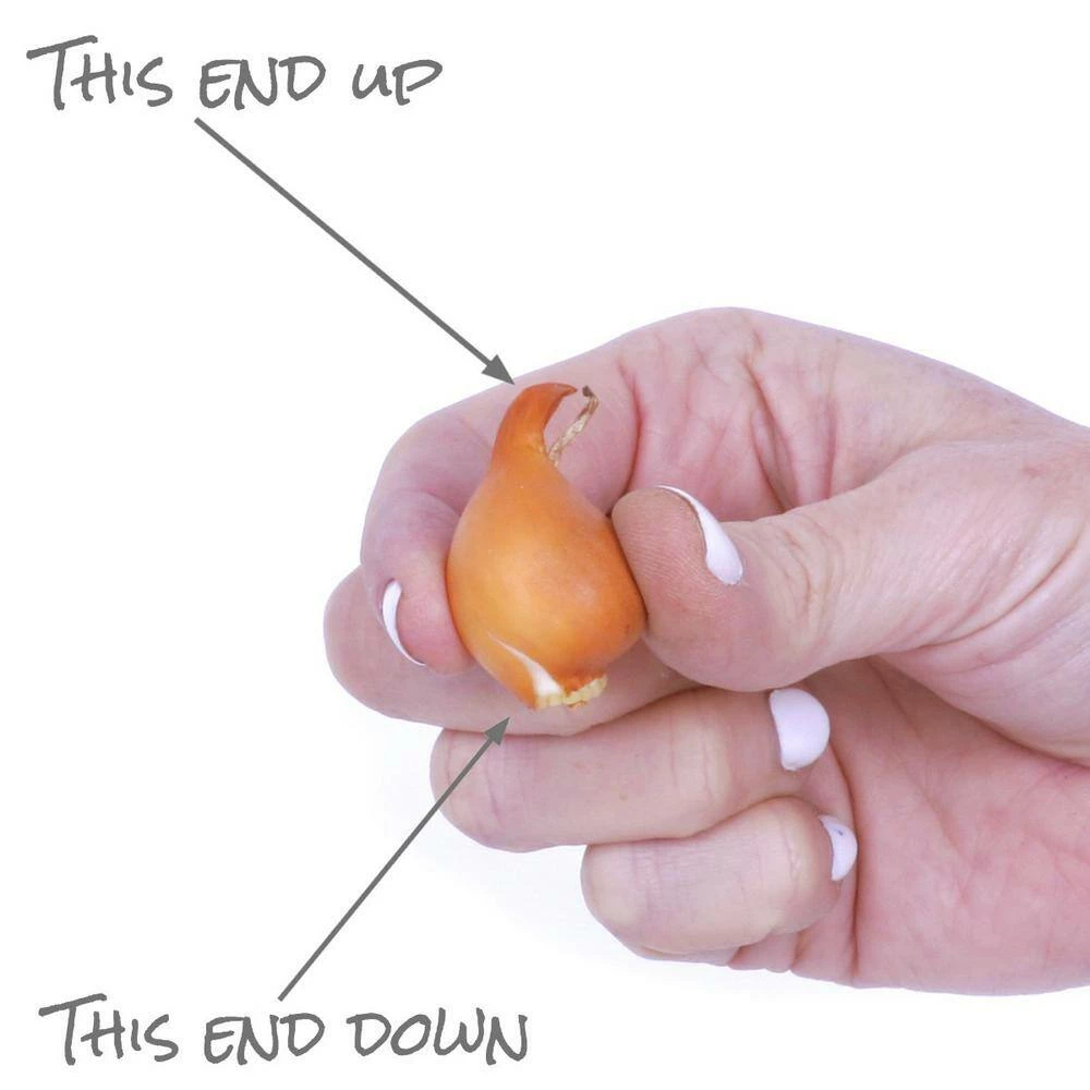 VAN ZYVERDEN Tulips Persian Pearl Bulbs (Set of 25) 10 VAN ZYVERDEN Tulips Persian Pearl Bulbs (Set of 25) - Image 8