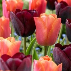 VAN ZYVERDEN Tulips Ronaldo Blend Bulbs (Set of 15)