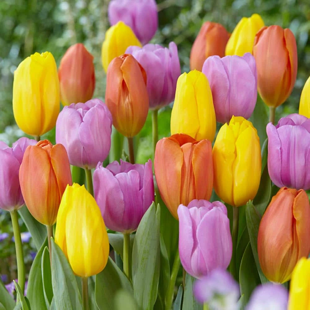 VAN ZYVERDEN Tulips Pastel Parade Blend Bulbs (Set of 15) 3 VAN ZYVERDEN Tulips Pastel Parade Blend Bulbs (Set of 15)
