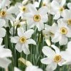 VAN ZYVERDEN Daffodils Bulbs Pheasant's Eye (Set of 12) 1 VAN ZYVERDEN Daffodils Bulbs Pheasant's Eye (Set of 12) -VAN ZYVERDEN shop van zyverden flower bulbs 87031 64 1000